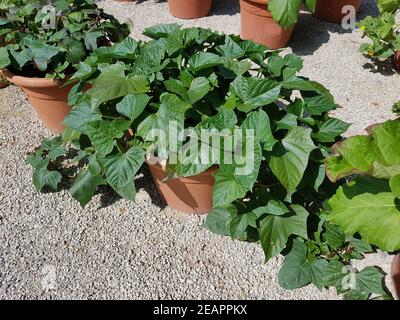 Blumenkuebel, Suesskartoffel, Ipomoea Foto Stock