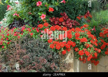 Blumenkuebel Verbene, Mandevilla Foto Stock