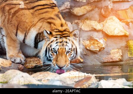 Una bella tigre è bere acqua da un lago. Foto Stock