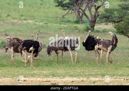 Struzzo, nel Kalahari,Sud Africa wildlife safari Foto Stock