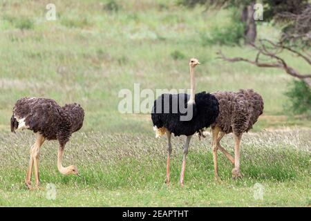 Struzzo, nel Kalahari,Sud Africa wildlife safari Foto Stock