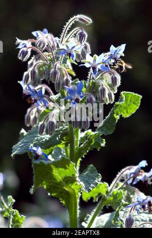 Biene Anflug Borretschbluete Borretsch Borago Foto Stock