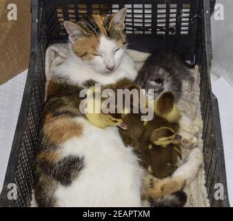 Cat adottivo madre per gli anatroccoli Foto Stock