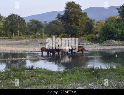 Cavalli a piedi in linea con un restringimento di fiume. La vita di cavalli Foto Stock