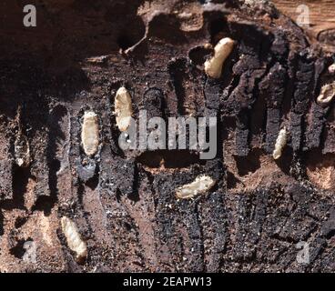 Borkenkaefer, Fichtenborkenkaefer, Cryphalus Abietis Foto Stock