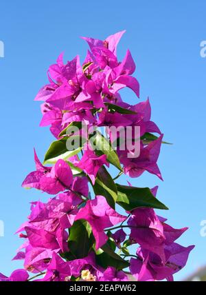 Bougainvillea, glabra, spectabilis, bougainvilleas, Drillingsblume Foto Stock