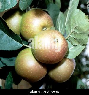 Boskop Inverno-Apfel Boskoop Foto Stock