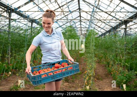 raccolta di pomodori maturi di qualità biologica in serra in azienda Foto Stock