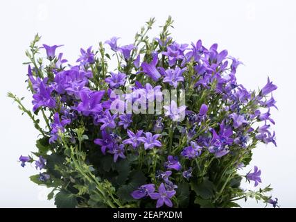 La Campanula dalmata Foto Stock