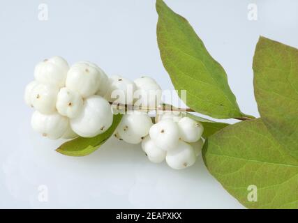 Schneebeere, Symphoricarpos, Albus, Fruechte Foto Stock