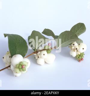 Schneebeere Symphoricarpos Albus Foto Stock