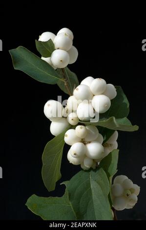 Schneebeere, Symphoricarpos, Albus, Fruechte, Foto Stock