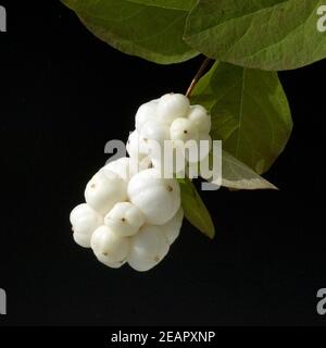 Schneebeere, Symphoricarpos, Albus, Fruechte Foto Stock