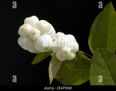 Schneebeere, Symphoricarpos, Albus, Fruechte Foto Stock