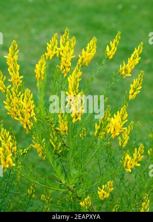 Faerberginster, Genista tinctoria Foto Stock