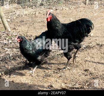 Deutsches, Langschan, Huhn Foto Stock