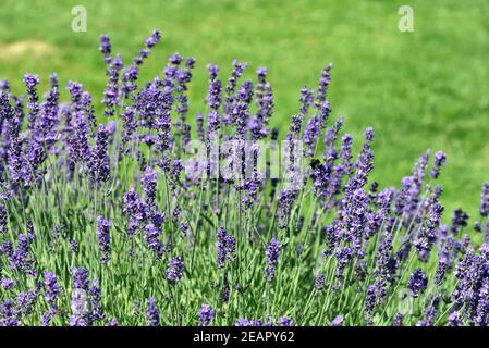 Lavendel, Lavendula, angustifolia, officinalis Foto Stock