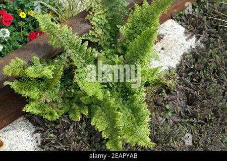 Grabbepflanzung, Krauser Wurmfarn, Dryopteris, filix-mas, Foto Stock