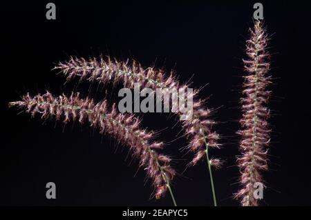 Lampenputzergras Pennisetum orientale Foto Stock