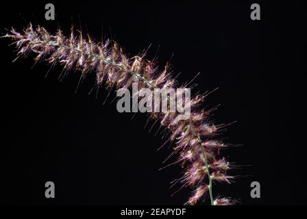 Lampenputzergras Pennisetum orientale Foto Stock