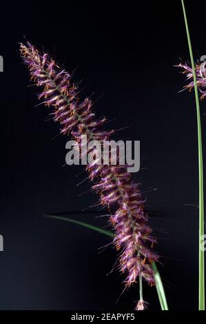 Lampenputzergras Pennisetum orientale Foto Stock