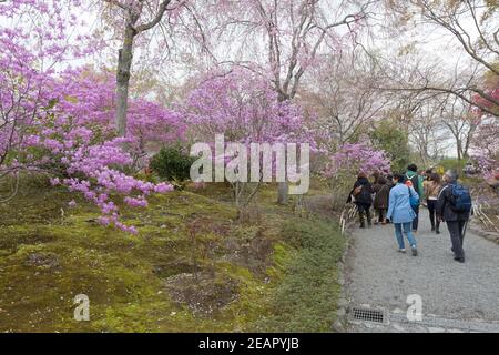 I visitatori di Kyoto in Giappone camminano davanti ai fiori primaverili al Giardino del Tempio di Tenryuji Foto Stock