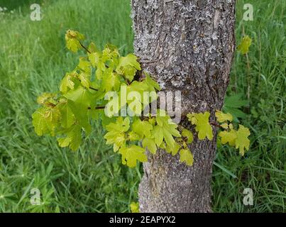 Feldahorn, Acer campestre, Ahornsproessling Foto Stock