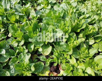 Feldsalat, Valerianella locusta, Foto Stock