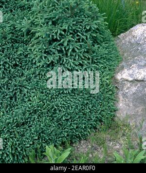 Fichte Picea abies Foto Stock