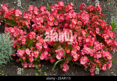 Flaechenbepflanzung, Begonien Foto Stock