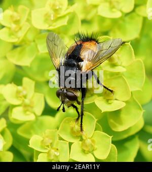 Igelfliege, Tachina fera Foto Stock