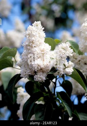 Flieder, Syringa vulgaris, weisse Bluete Foto Stock