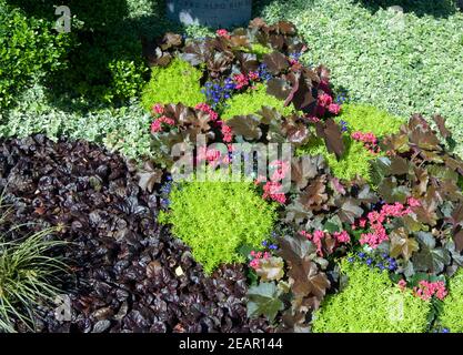 Flaechenbepflanzung, Kriechender Guenzel Foto Stock