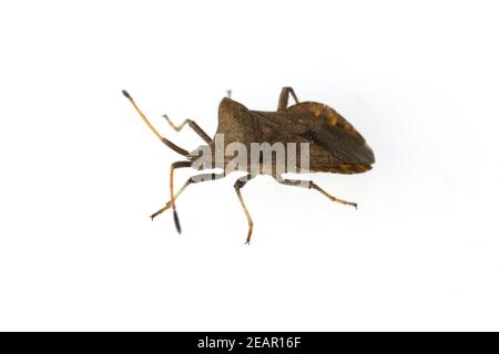 Lederwanze Coreus marginatus Foto Stock