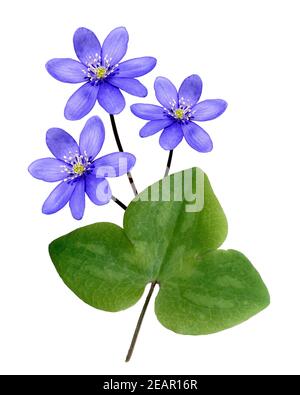 Leberbluemchen,, Hepatica nobilis, Winterblueher, Anemone hepatica, blaue blueten, blau, Blume des Jahres 2013, - Foto Stock