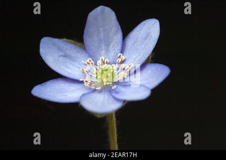 Leberbluemchen;; Hepatica nobilis; Foto Stock