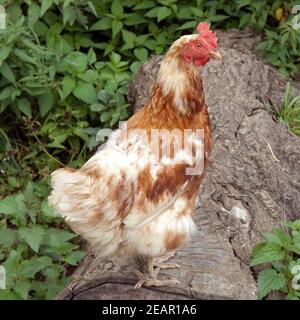 Legehuehner, Huehner Haustier Foto Stock