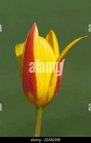 Lieblichbluehende, Lieblich, bluehende Foto Stock