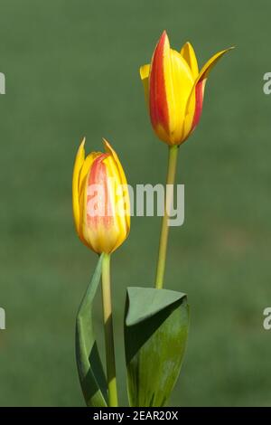 Lieblichbluehende, Lieblich, bluehende Foto Stock