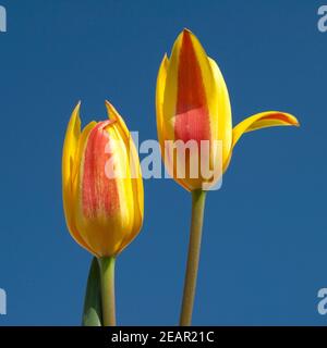 Lieblichbluehende, Lieblich, bluehende Foto Stock