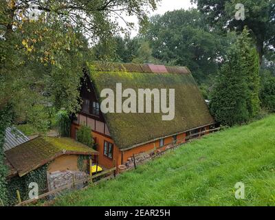 Reetdachhaus, Friesenhaus, Niedersachsen, Altes, Haus Foto Stock