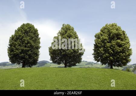 Lindenbaeume, Foto-Effekt; Verzerrungsfilter; Foto Stock