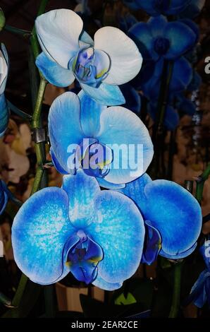 Schmetterlingsorchidee, Blu reale, Phalaenopsis Foto Stock