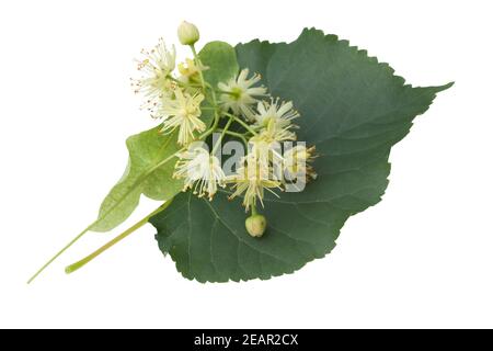 Lindenblueten; tilia platyphyllos; Lindenblatt; Foto Stock