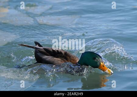 Mallard anatre al lago in inverno Foto Stock