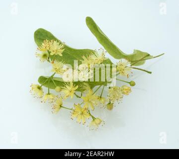 Lindenblueten, Tilia platyphyllos Foto Stock