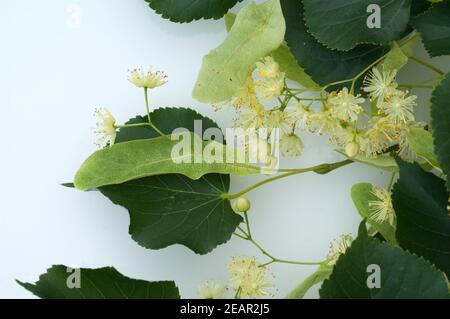 Lindenblueten, Tilia platyphyllos Foto Stock