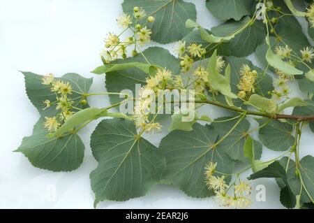 Lindenblueten, Tilia platyphyllos Foto Stock