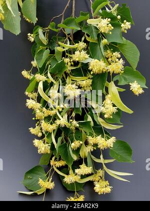 Lindenbaum, Tilia platyphyllos, Foto Stock