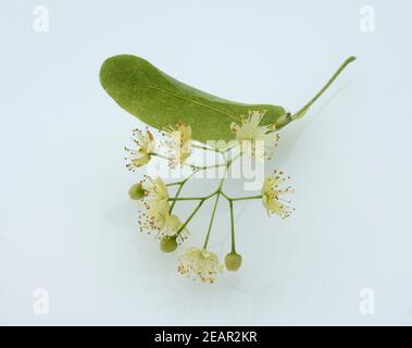 Lindenblueten, Tilia platyphyllos Foto Stock